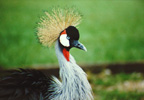 Crown Crane